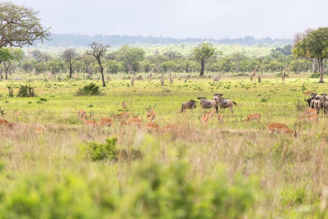 Mikumi rahvuspargi loomad rohumaal, Tansaanias, Aafrikas