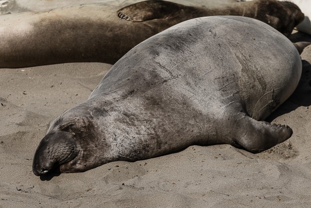 Hülged Põhja-Ameerika läänekaldal päikest nautimas, USA