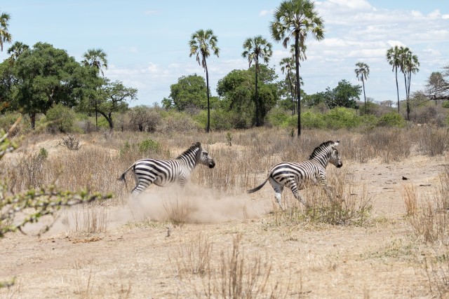Sebrad Mikumi rahvuspargis jooksmas, Tansaanias, Aafrikas