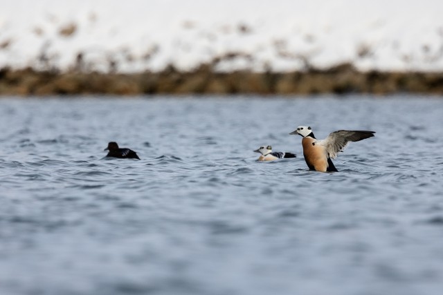 Kirjuhahad vees ujumas, Norra