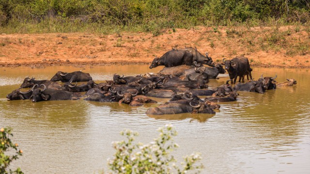 Metsikud pühvlid Sri Lanka rahvuspargis veemõnusi nautimas