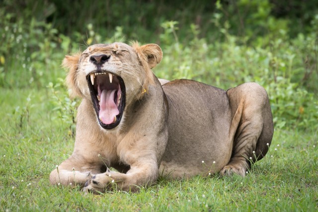 Lõvi Ruaha rahvuspargi rohumaal pikutamas, Tansaania, Aafrika