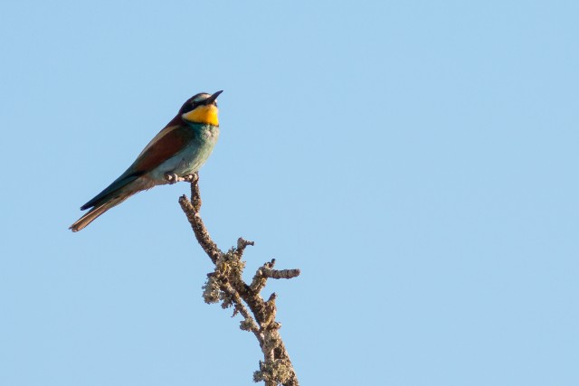 Harilik mesilasenäpp oksal päikest nautimas, Portugal