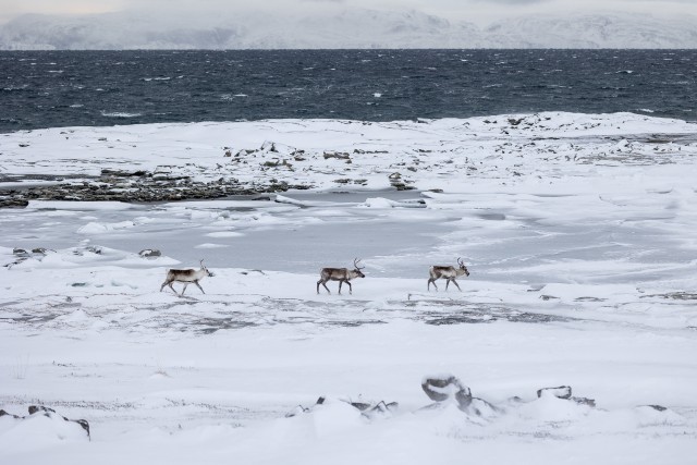 Kolm põhjapõtra jäiselt lumisel ookeanikaldal jalutamas, Lapimaa