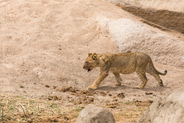 Lõvipoeg Mikumi rahvuspargis jalutamas, Tansaanias, Aafrikas