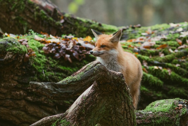 Rebane langenud puutüvede vahel uudistamas, Bieszczady mäestik