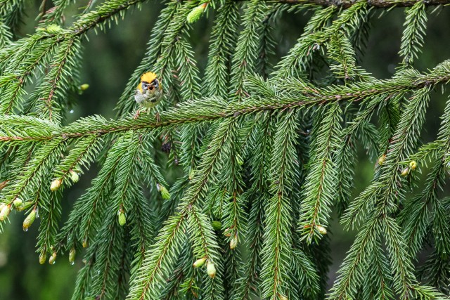 Harilik tulilind kuuseoksal Gauja rahvuspargis, Lätis