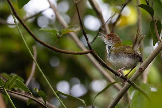 Harilik rätseplind oksal siristamas, Sri Lanka