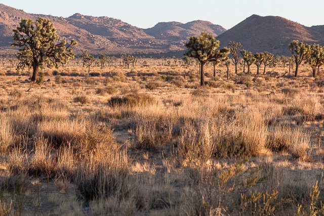 Joshua Tree rahvuspargi panoraamvaade, USA