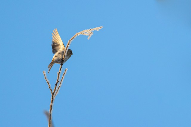 Urvalind peenikesel härmas oksal tiibu sirutamas, Soome