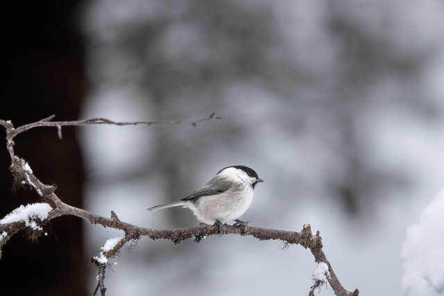 Taigatihane lumisel oksal, Soome