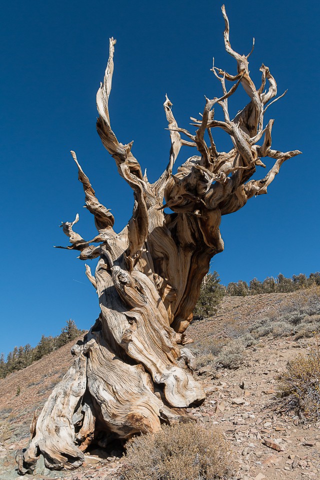 Maailma vanim puu: Pinus Longaeva