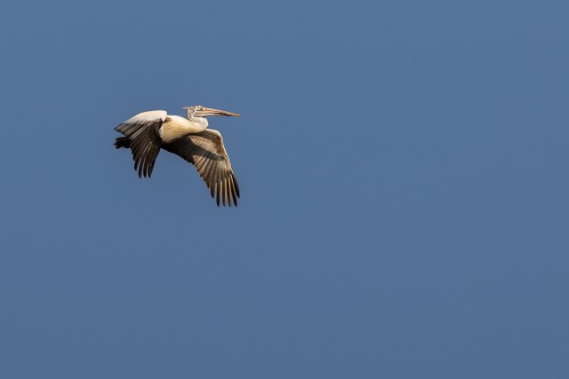 Pelikan Wilpattu rahvuspargis õhulendu sooritamas