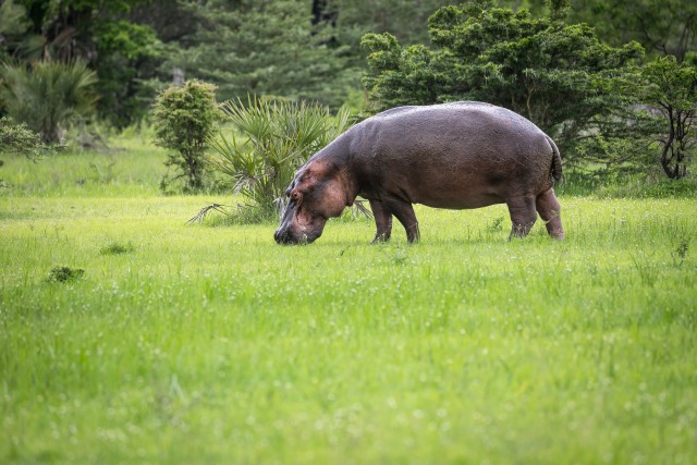 Jõehobu Ruaha rahvuspargi rohumaal söömas, Tansaania, Aafrika