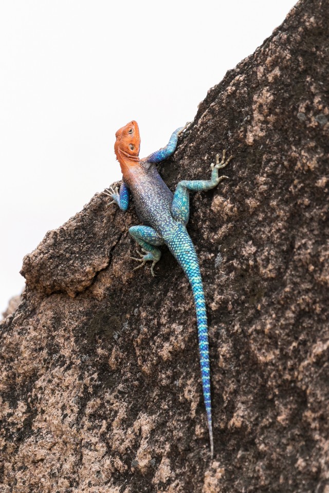 Harilik agaam Mikumi rahvuspargis uhkelt kivil poseerimas, Tansaanias, Aafrikas