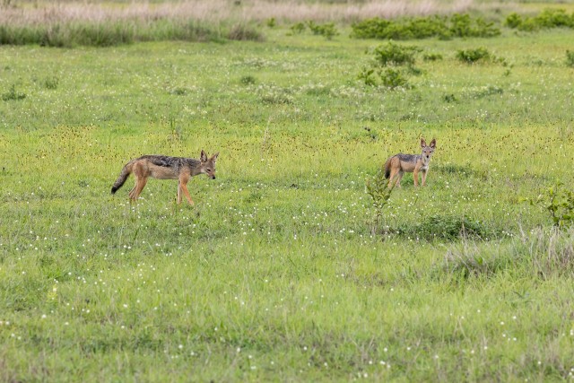 Šaakalid Mikumi rahvuspargis Tansaanias Aafrikas