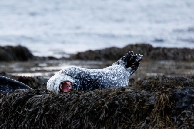 Hüljes ennast basaltkivimi kaljul ringutamas