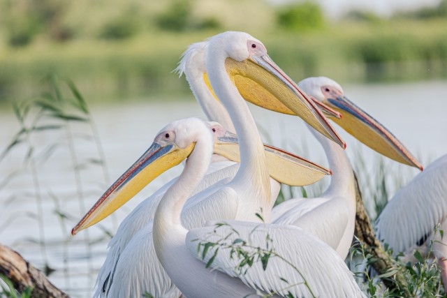 Pelikanid Doonua delta jõe suudmes, Rumeenia