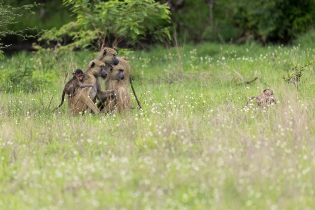 Paaviani pere Ruaha rahvuspargi rohumaal, Tansaania, Aafrika