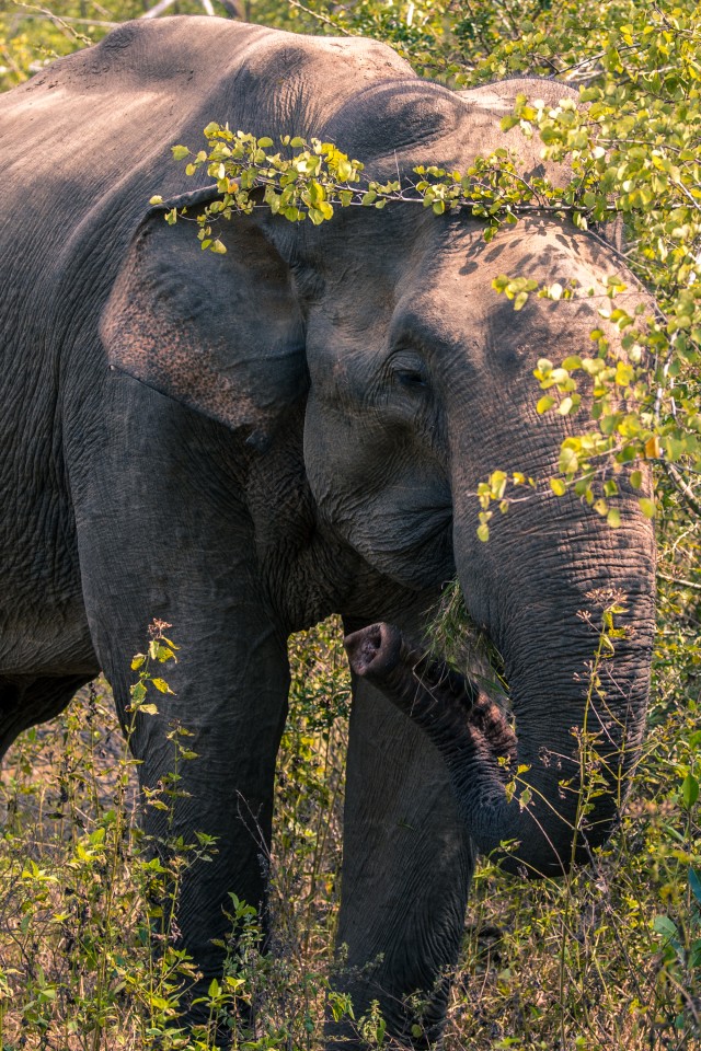 Sri Lanka elevant söömas