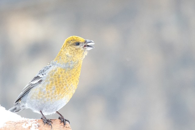 Kuldne männileevike lumisel oksal laulmas, Soome