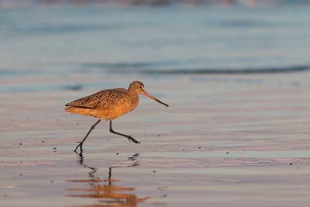 Preeriavigle veemõnusi nautimas, California, USA