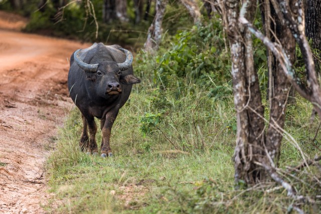 Metsik pühvel Sri Lanka rahvuspargis teepeenral jalutamas