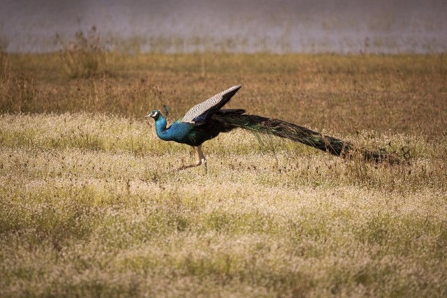 Paabulind Wilpattu rahvuspargis uhkelt jalutamas Sri Lankal