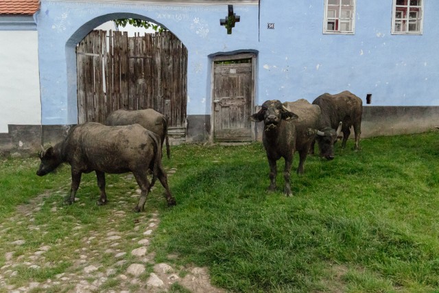 Viscri küla vabakasvatuse vesipühvlid hoovis ringi jalutamas