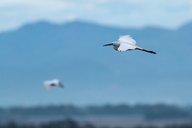 Siidhaigur Emporda märgalade kohal liuglemas, Hispaania