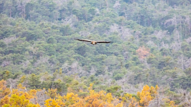 Kaeluskotkas üle mäe liuglemas, Lõuna-Prantsusmaa