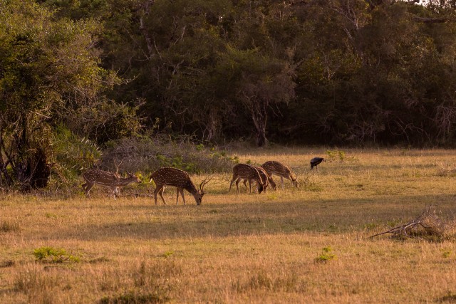 Sri Lanka telghirved rahvuspargi rohealal söömas