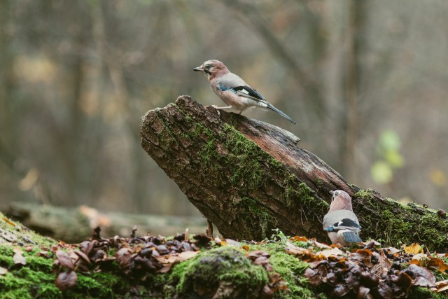 Kaks pasknäärt murdunud puutüvel seismas, Bieszczady mäestik