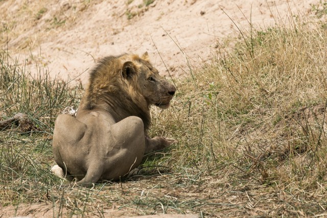 Lõvi Mikumi rahvuspargi päikese käes nautlemas, Tansaanias, Aafrikas