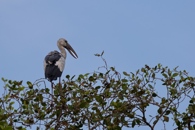 Valge toonekurg Sri Lanka rahvuspargis