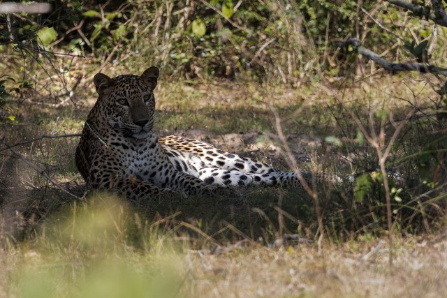 Leopard varjus puhkamas, Sri Lanka