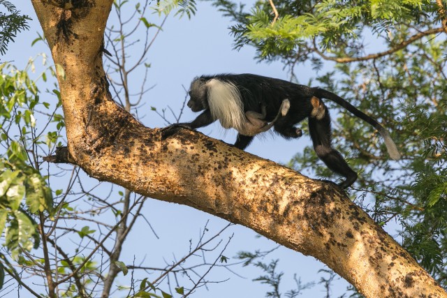 Colobus ahv Ruaha rahvuspargis oksal turnimas, Tansaania, Aafrika