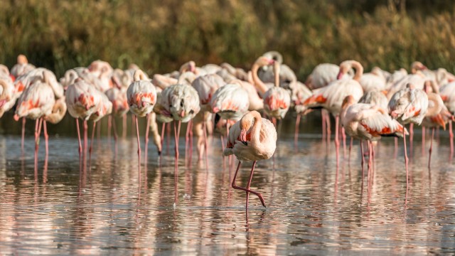 Parv flamingosi jalgupidi vees toitu otsimas, Prantsusmaa