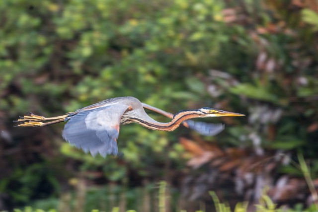 Purpurne haigur lendab üle järve, Sri Lanka