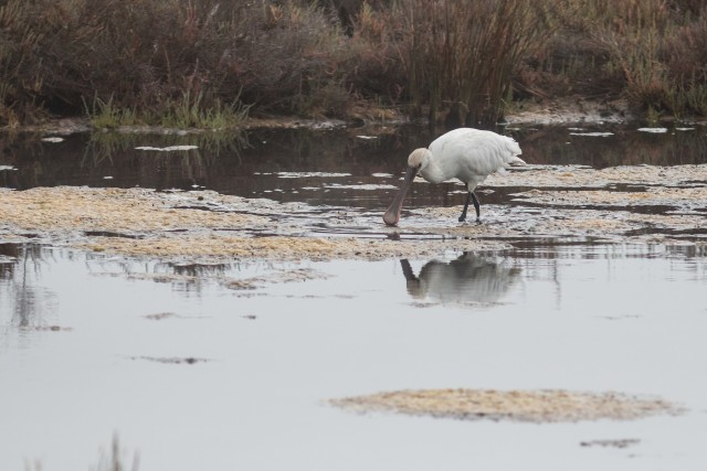 Luitsnokk-iibis vees jalutamas ja endale süüa otsimas, Portugal