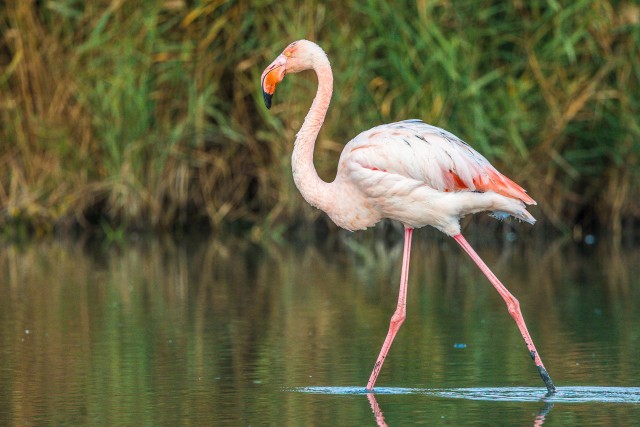 Üksik flamingo uhkelt järves jalutamas, Prantsusmaa