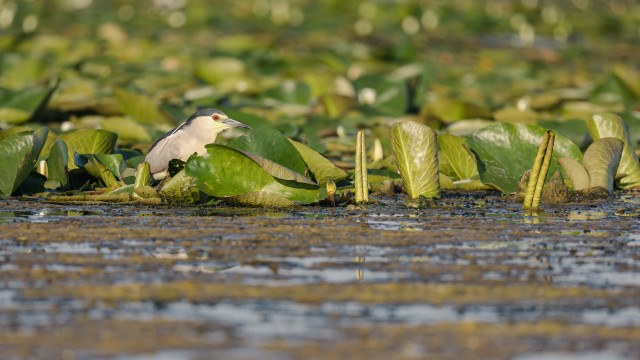 Ööhaigur keset vesiroose, Doonau delta, Rumeenia