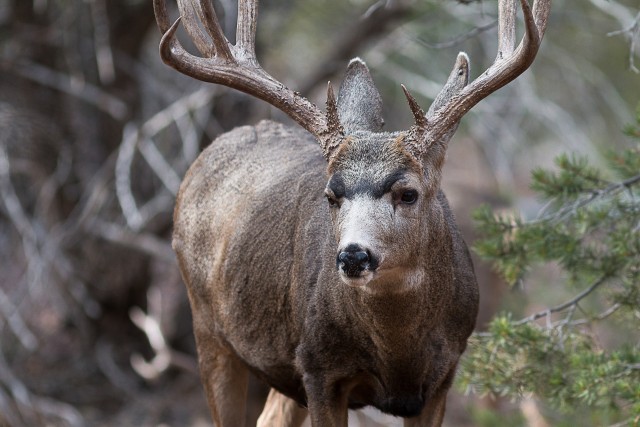Valgesaba-pampahirv, hirvlaste sugukonda kuuluv sõraline, rahvuspargis, USA
