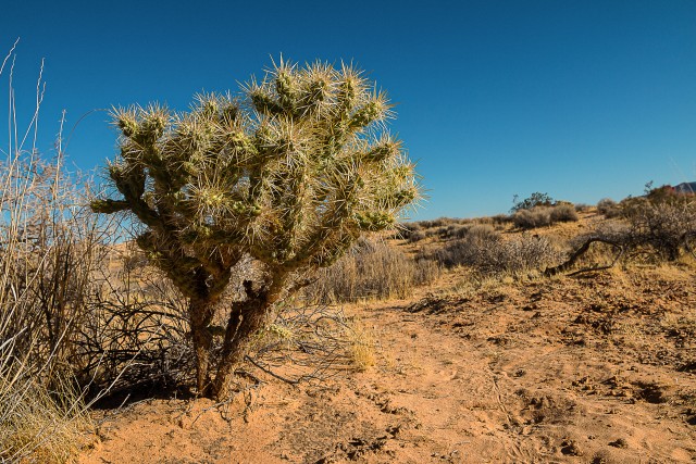 Vaade Valley of Fire'i looduspargile kaktustega Nevadas