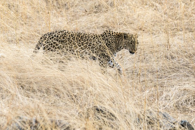 Aafrika leopard Mikumi rahvuspargis kuivanud rohu vahel jalutamas, Tansaanias, Aafrikas