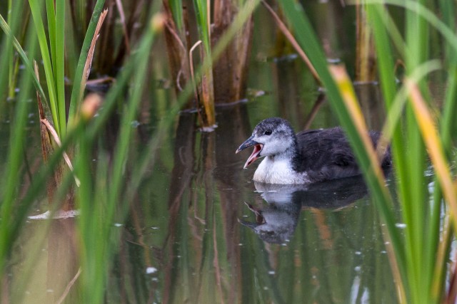 Euraasia lauk järvel, Hispaanias