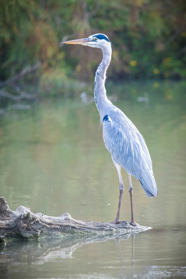 Hallhaigur uhkelt puujuurel posserimas, Prantsusmaa