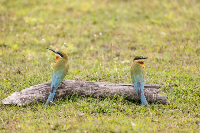 Kaks sinisaba-mesilasenäppi istuvad kuivanud puuoksal Sri Lankal