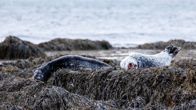 Hülged Islandil Lonrangari basaltkaljudel puhkamas