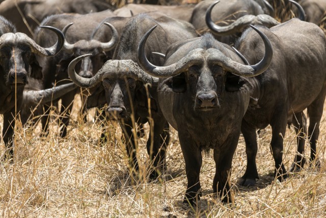 Vesipühvlid Mikumi rahvuspargis jalutamas, Tansaanias, Aafrikas